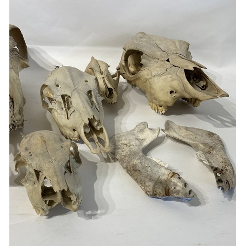 124 - Large Collection of Taxidermy Skulls to Include Cow, Dog, Horse and Deer Examples Etc.