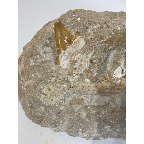 125 - Fossilised Shark And Crocadile Teeth. 32cm x 20cm x 13cm