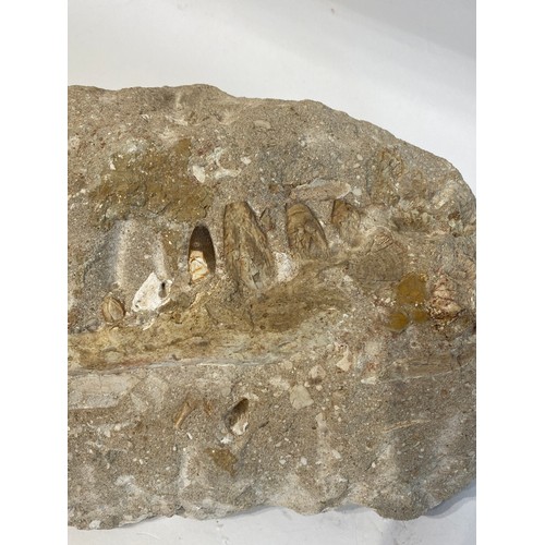 125 - Fossilised Shark And Crocadile Teeth. 32cm x 20cm x 13cm