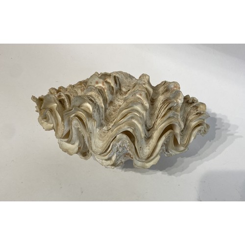 129 - WITHDRAWN Clam Shell. No 114. 22cm x 13cm x 12cm