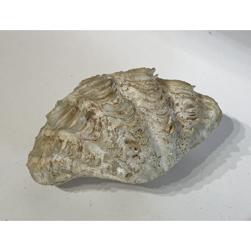 129 - WITHDRAWN Clam Shell. No 114. 22cm x 13cm x 12cm