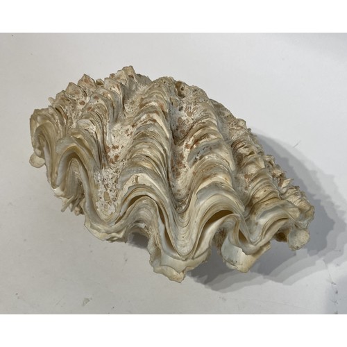 129 - WITHDRAWN Clam Shell. No 114. 22cm x 13cm x 12cm