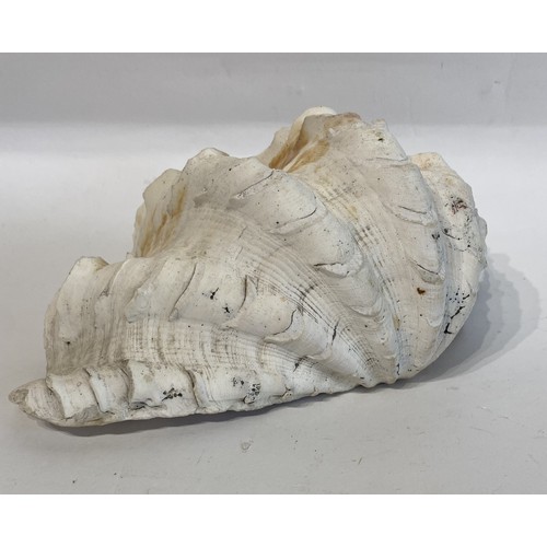 131 - Large Antique Half Clam Shell. 27cm x 17cm x 9cm