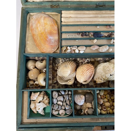 133 - Conchology Cased Collection of Small Shells Etc 42cm x 30cm x 8cm