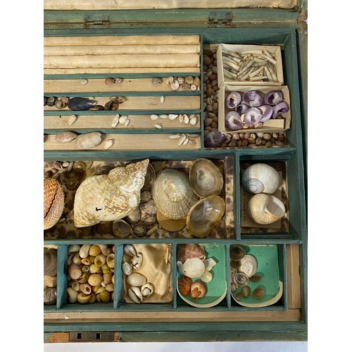 133 - Conchology Cased Collection of Small Shells Etc 42cm x 30cm x 8cm