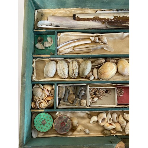 133 - Conchology Cased Collection of Small Shells Etc 42cm x 30cm x 8cm