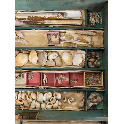 133 - Conchology Cased Collection of Small Shells Etc 42cm x 30cm x 8cm