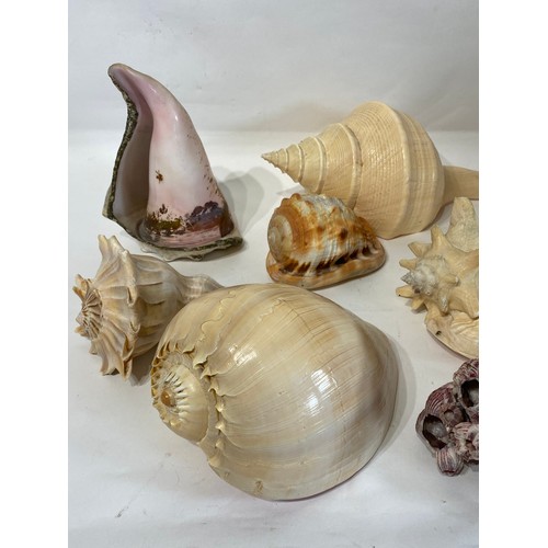 134 - Conchology A Collection of Assorted World Shells to Include Green Turban, Queen Conch , Red Helmet E... 