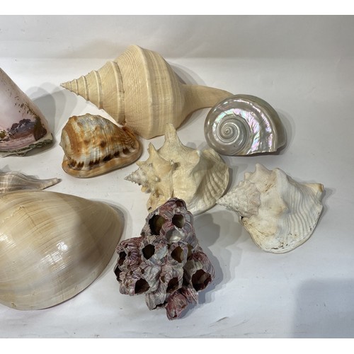 134 - Conchology A Collection of Assorted World Shells to Include Green Turban, Queen Conch , Red Helmet E... 