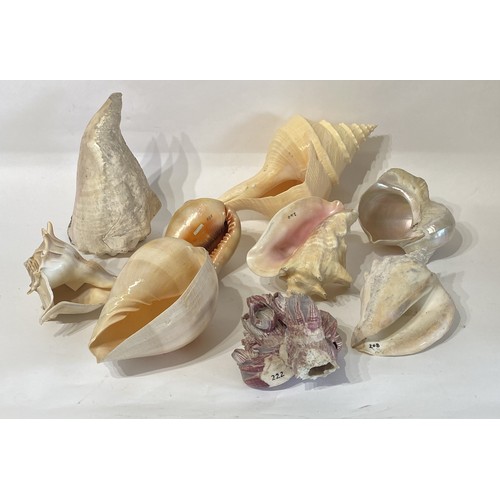 134 - Conchology A Collection of Assorted World Shells to Include Green Turban, Queen Conch , Red Helmet E... 