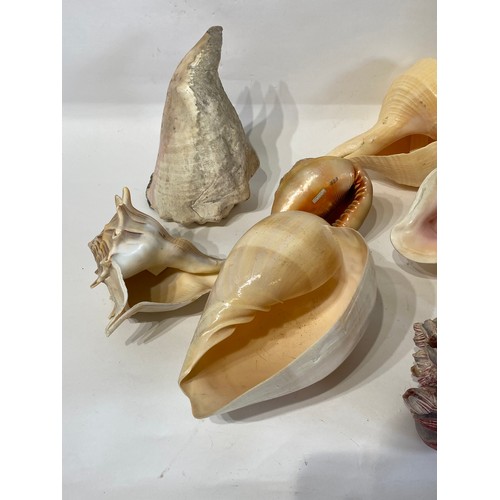 134 - Conchology A Collection of Assorted World Shells to Include Green Turban, Queen Conch , Red Helmet E... 