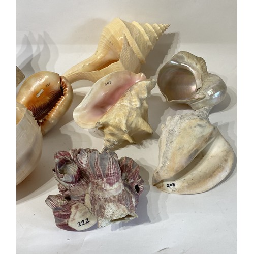 134 - Conchology A Collection of Assorted World Shells to Include Green Turban, Queen Conch , Red Helmet E... 