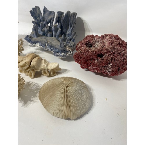 136 - Collection of Coral Examples