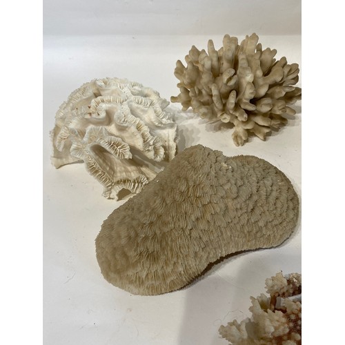 137 - Similar to Previous Lot. Collection of Assorted Coral Examples