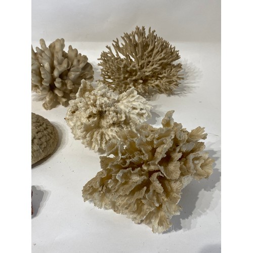 137 - Similar to Previous Lot. Collection of Assorted Coral Examples