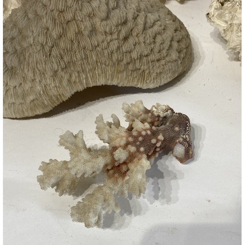 137 - Similar to Previous Lot. Collection of Assorted Coral Examples