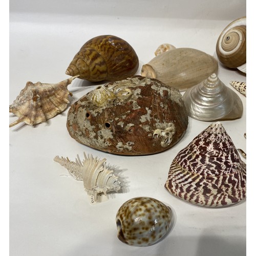 138 - Conchology  Collection of Assorted Shells