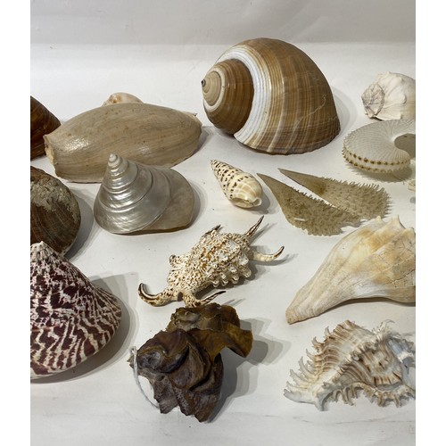 138 - Conchology  Collection of Assorted Shells