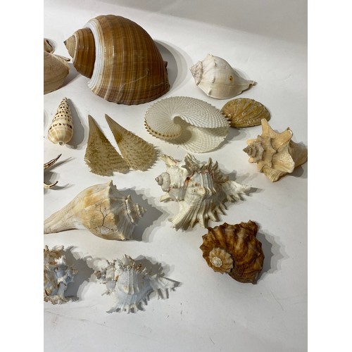 138 - Conchology  Collection of Assorted Shells