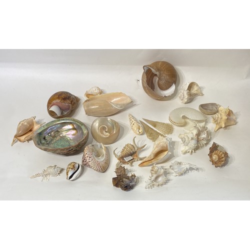 138 - Conchology  Collection of Assorted Shells