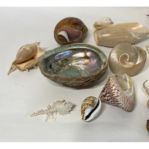 138 - Conchology  Collection of Assorted Shells