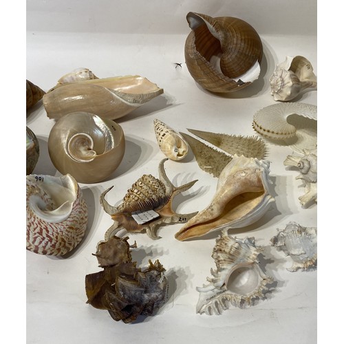 138 - Conchology  Collection of Assorted Shells