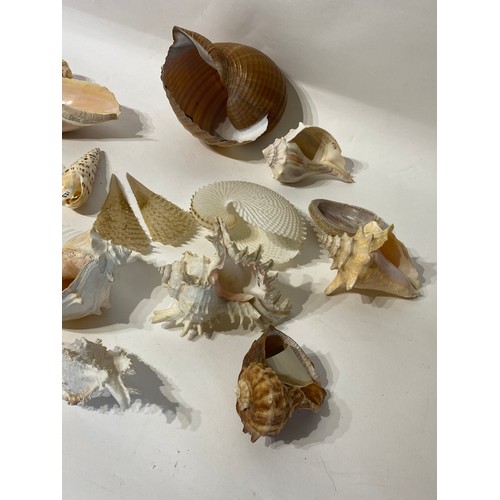 138 - Conchology  Collection of Assorted Shells