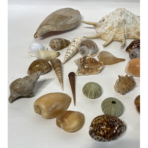 139 - Large Collection of Assorted Shells , Fossils and Minerals to Include Spindle Shell Spider conch , C... 