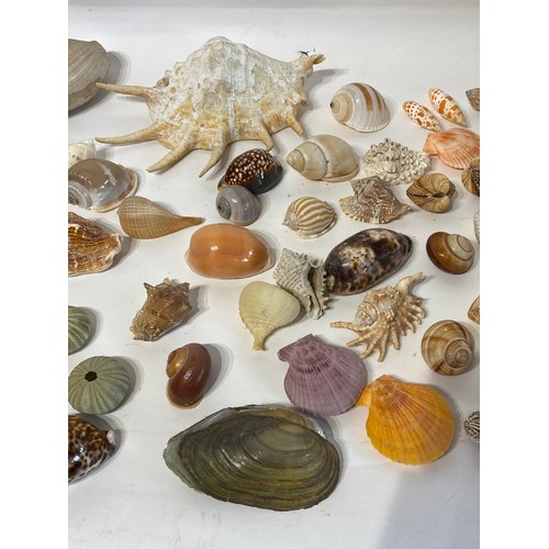 139 - Large Collection of Assorted Shells , Fossils and Minerals to Include Spindle Shell Spider conch , C... 