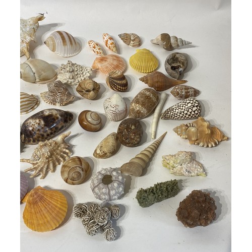 139 - Large Collection of Assorted Shells , Fossils and Minerals to Include Spindle Shell Spider conch , C... 