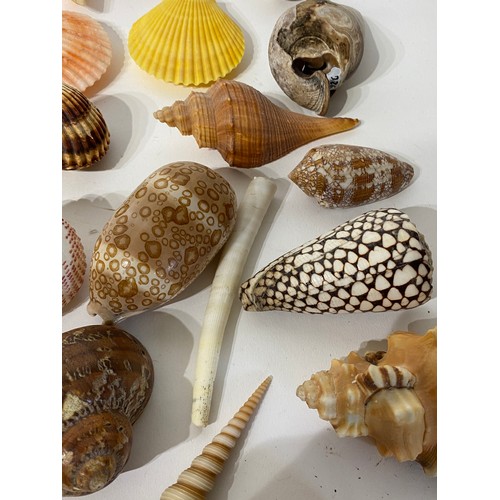 139 - Large Collection of Assorted Shells , Fossils and Minerals to Include Spindle Shell Spider conch , C... 