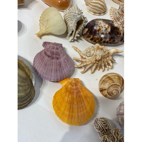 139 - Large Collection of Assorted Shells , Fossils and Minerals to Include Spindle Shell Spider conch , C... 