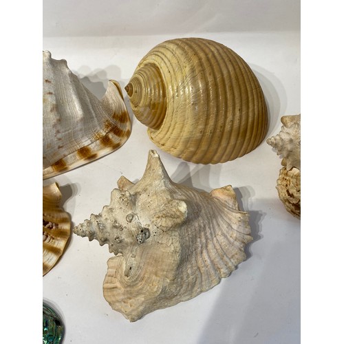 141 - Conchology Collection of Shells to Include Giant Helmut , Trumpet, Pink Conch Etc.