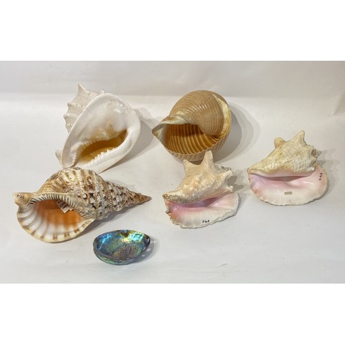 141 - Conchology Collection of Shells to Include Giant Helmut , Trumpet, Pink Conch Etc.