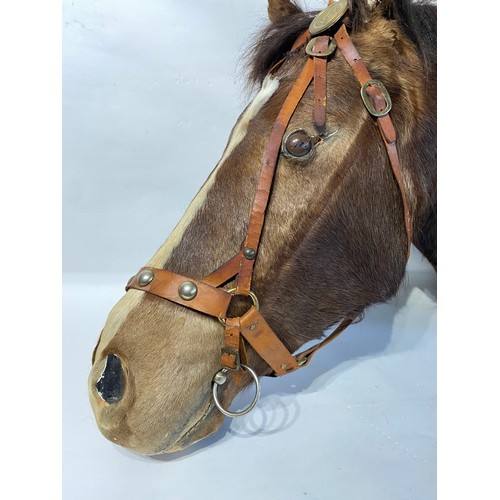 143 - Antique Taxidermy Horse Head Mount. 87cm x 61cm