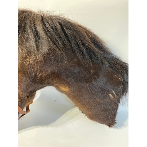 143 - Antique Taxidermy Horse Head Mount. 87cm x 61cm