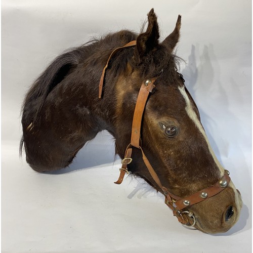 143 - Antique Taxidermy Horse Head Mount. 87cm x 61cm