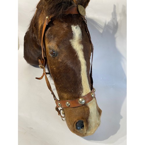 143 - Antique Taxidermy Horse Head Mount. 87cm x 61cm