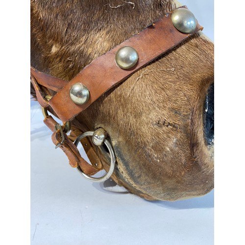 143 - Antique Taxidermy Horse Head Mount. 87cm x 61cm