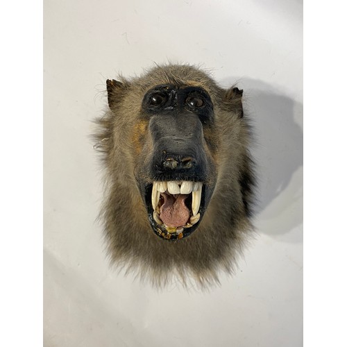 144 - Antique Taxidermy Chacma Baboon Head Snarling Mount . No 50. 33cm x 28cm x 21cm