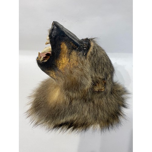 144 - Antique Taxidermy Chacma Baboon Head Snarling Mount . No 50. 33cm x 28cm x 21cm