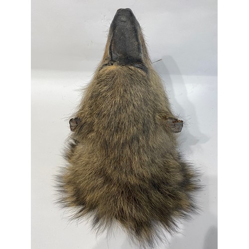 144 - Antique Taxidermy Chacma Baboon Head Snarling Mount . No 50. 33cm x 28cm x 21cm