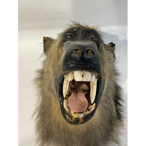 144 - Antique Taxidermy Chacma Baboon Head Snarling Mount . No 50. 33cm x 28cm x 21cm