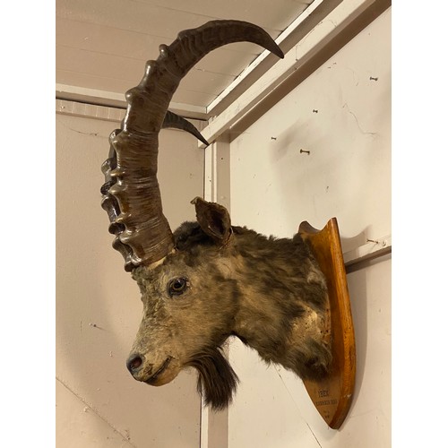 145 - 19th Century Taxidermy Ibex Head Mount Taken In Kashmir . 76cm x 54cm x 42cm