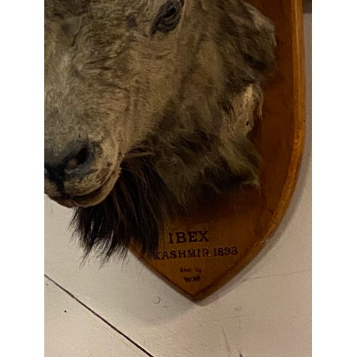 145 - 19th Century Taxidermy Ibex Head Mount Taken In Kashmir . 76cm x 54cm x 42cm