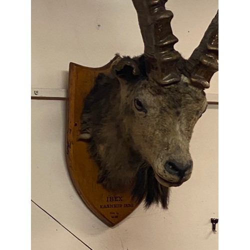 145 - 19th Century Taxidermy Ibex Head Mount Taken In Kashmir . 76cm x 54cm x 42cm