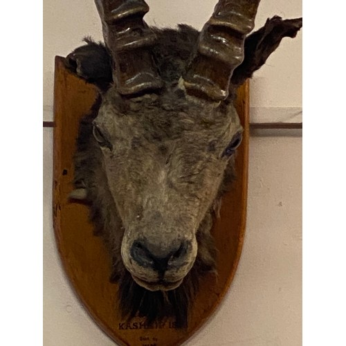 145 - 19th Century Taxidermy Ibex Head Mount Taken In Kashmir . 76cm x 54cm x 42cm