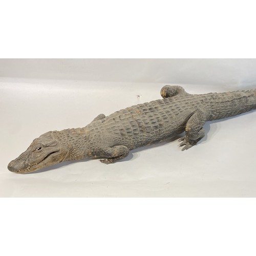 146 - Large Antique Taxidermy American Alligator. 165cm x 35cm x 14cm