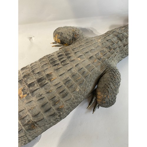 146 - Large Antique Taxidermy American Alligator. 165cm x 35cm x 14cm