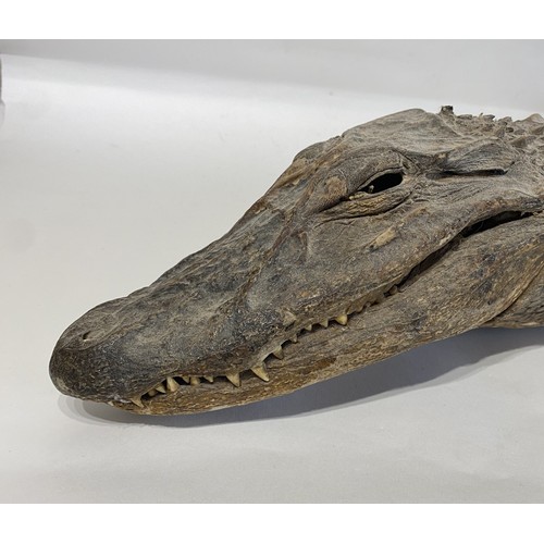 146 - Large Antique Taxidermy American Alligator. 165cm x 35cm x 14cm